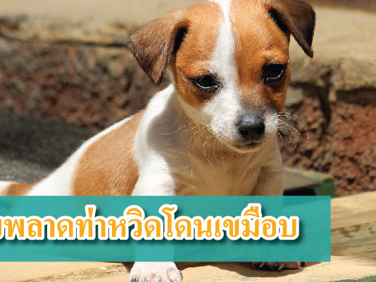 งูหลาม เขมือบสุนัข