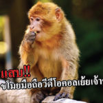 ลิง สุดแสบ ขโมยมือถือ