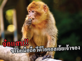 ลิงจ๋อสุดแสบ! ขโมยโทรศัพท์หนุ่มเที่ยวเขาสามมุข ซ้ำวีดีโอคอลเยาะเย้ย ลิง สุดแสบ ขโมยมือถือ