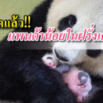 แพนด้า ฝรั่งเศส