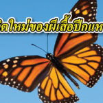 ผีเสื้อ ปีกขาด