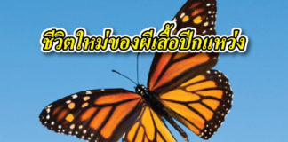 ผีเสื้อ ปีกขาด