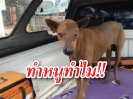 สุนัข ถูกมีดฟันตาบอด