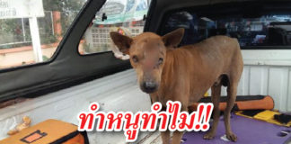 สุนัข ถูกมีดฟันตาบอด