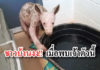สัตว์ป่า หมี