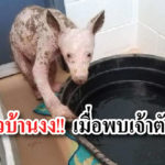 สัตว์ป่า หมี