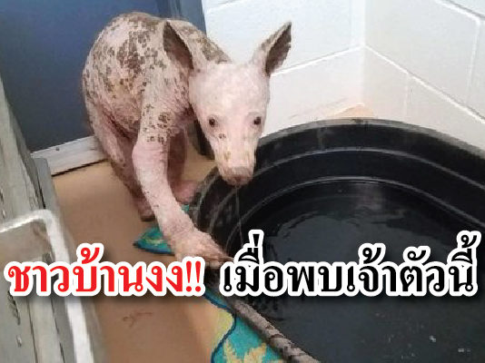 สัตว์ป่า หมี