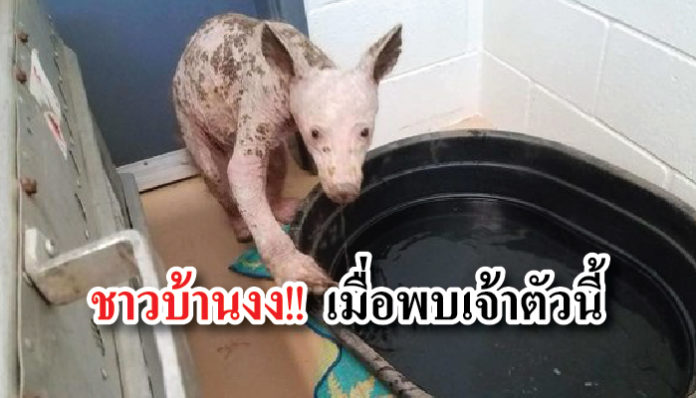 สัตว์ป่า หมี