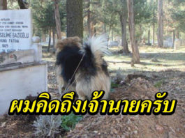 สุนัข คิดถึงเจ้านาย