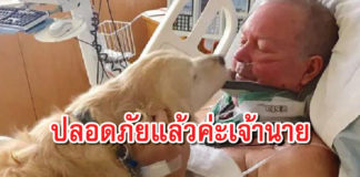 สุนัข ยอดกตัญญู