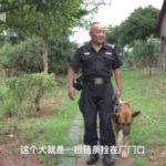สุนัข ตำรวจ