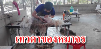 หมา ตัดขน