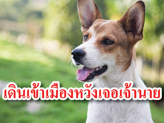 หมา เดินข้ามเมือง