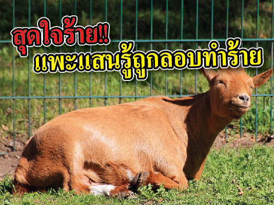 “เจ้าโบ้” แพะ โชคร้าย โดนทำร้ายจนขาหน้าทั้งสองข้างได้รับบาดเจ็บ แพะ ถูกทำร้าย