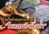 แมวน้ำ รอดชีวิต