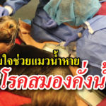 แมวน้ำ รอดชีวิต