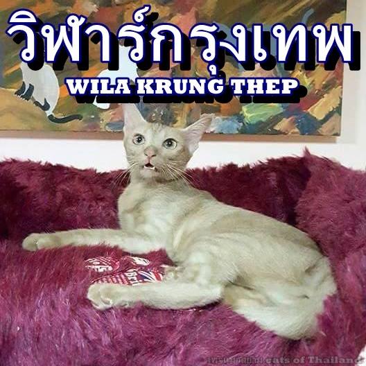 แมวไทย วิฬาร์กรุงเทพ