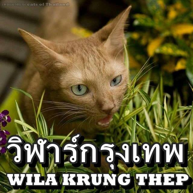 แมวไทย วิฬาร์กรุงเทพ