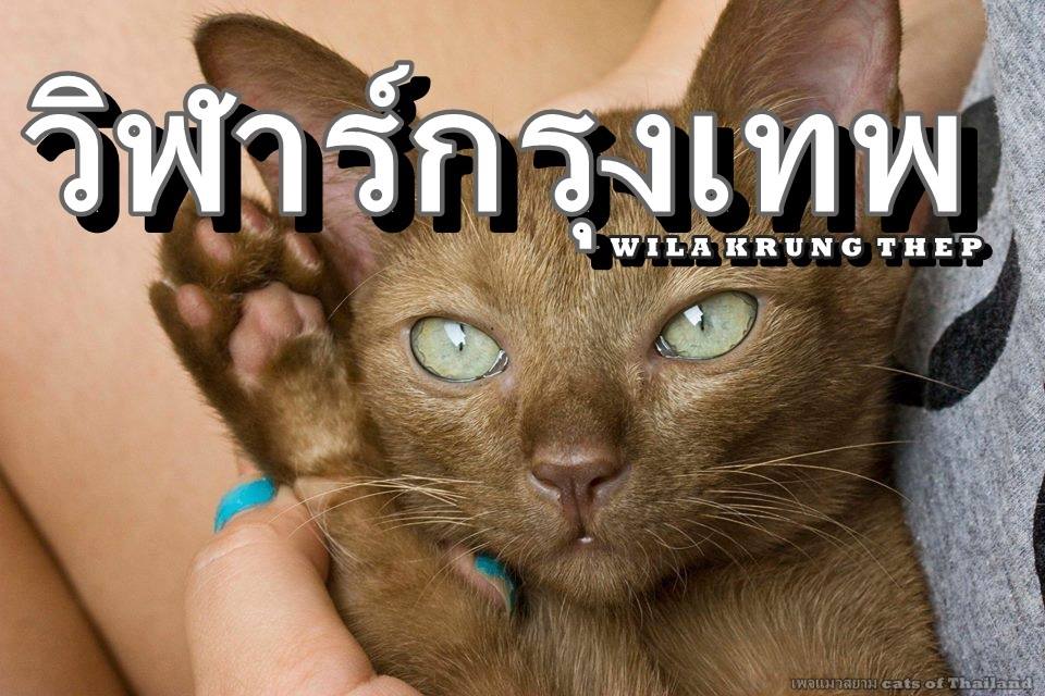 แมวไทย วิฬาร์กรุงเทพ