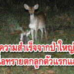 เนื้อทราย