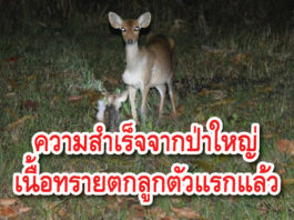 เนื้อทราย