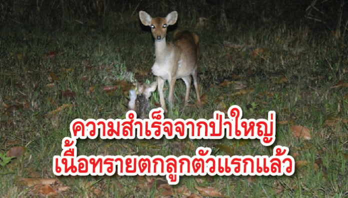 เนื้อทราย
