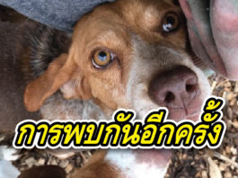 สายใยแห่งรักที่ไม่มีอะไรมาแยกได้ หลังแม่ลูกบีเกิลพลัดหลงกัน
