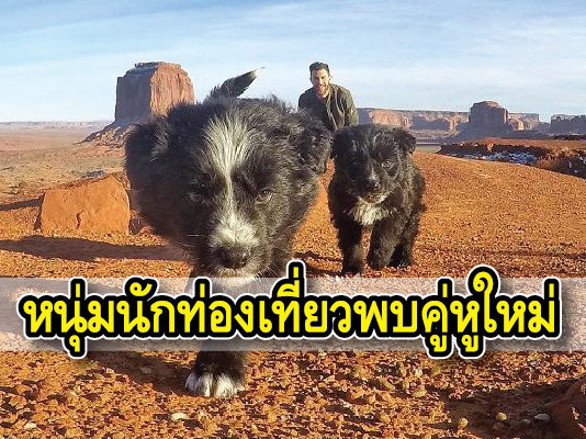 นักท่องเที่ยว สุนัข