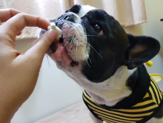 ขนมหมา PJ Snack Dog Shop