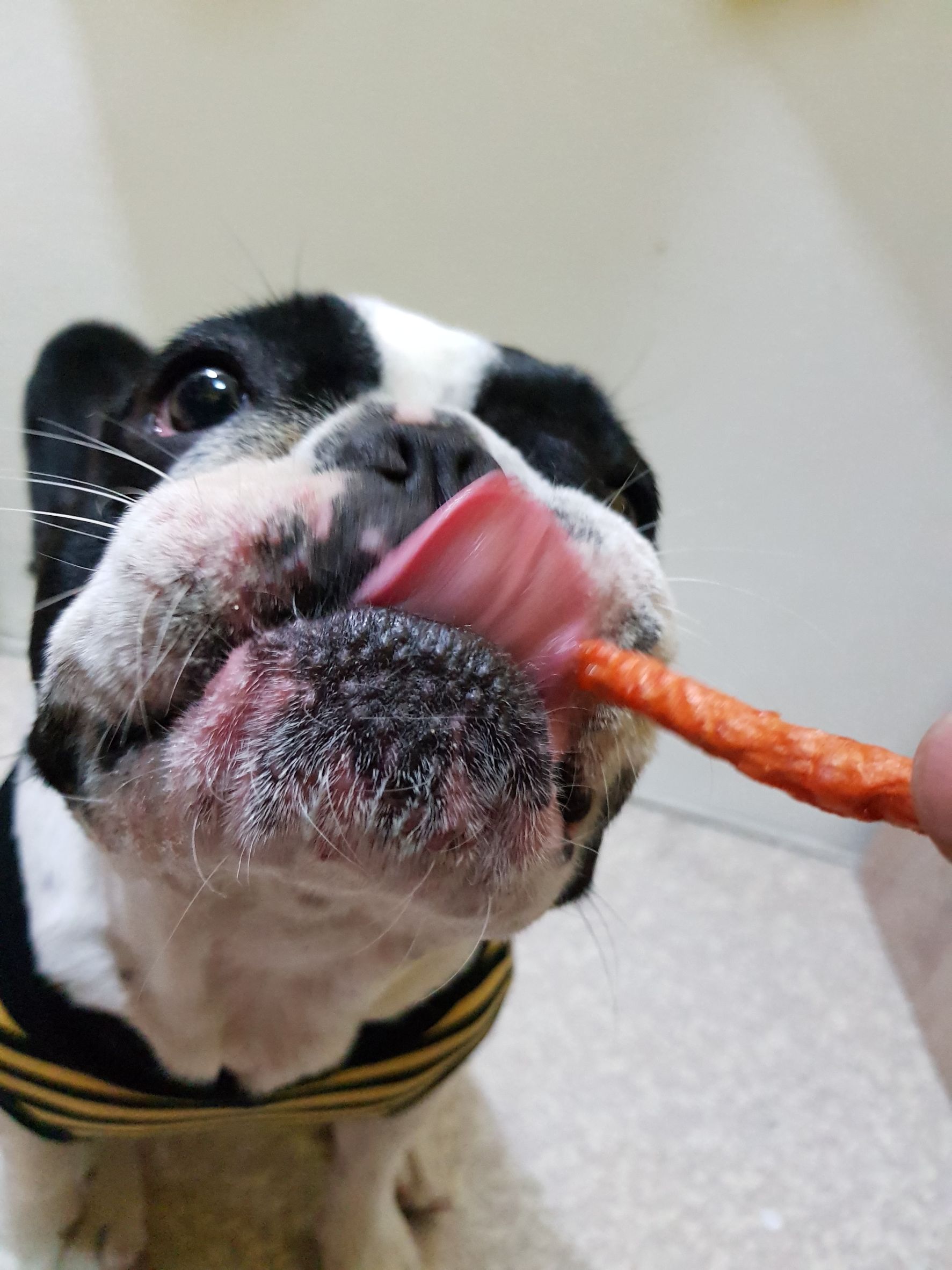 ขนมหมา PJ Snack Dog Shop