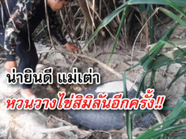 นักท่องเที่ยวตื่นเต้น พบแม่เต่าตนุโผล่วางไข่ที่สิมิลันอีกครั้ง เต่า
