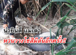 เต่า