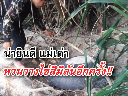 เต่า