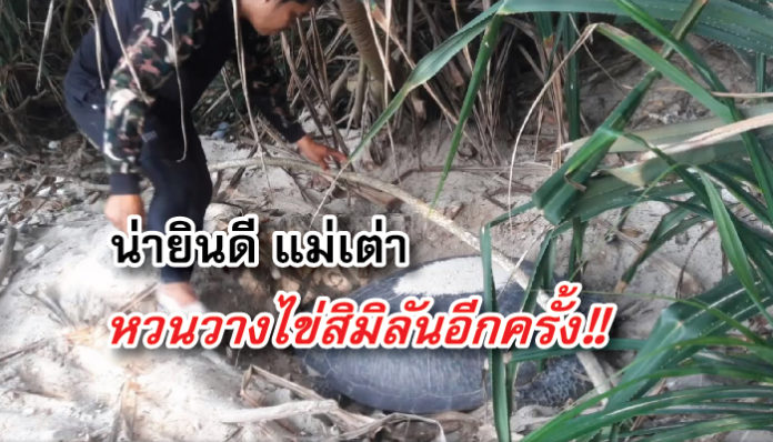 เต่า