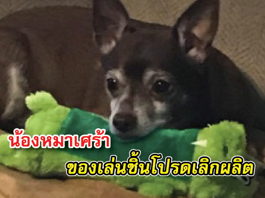 ชาวเน็ตเอ็นดู ร่วมกันช่วยหาตุ๊กตาตัวโปรดให้เจ้าตูบหลังทราบว่ากำลังเลิกผลิต ตุ๊กตา