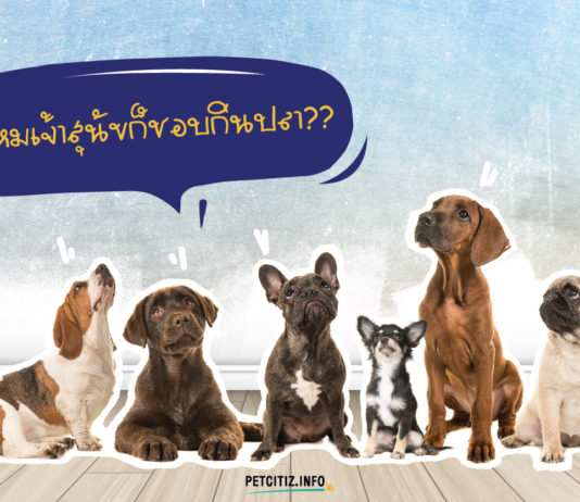 อาหารหมา