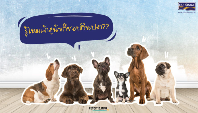 อาหารหมา