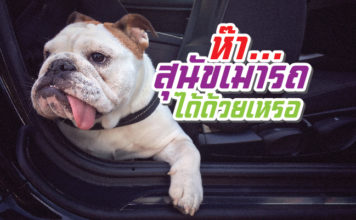 สุนัข เมารถได้ด้วยเหรอ