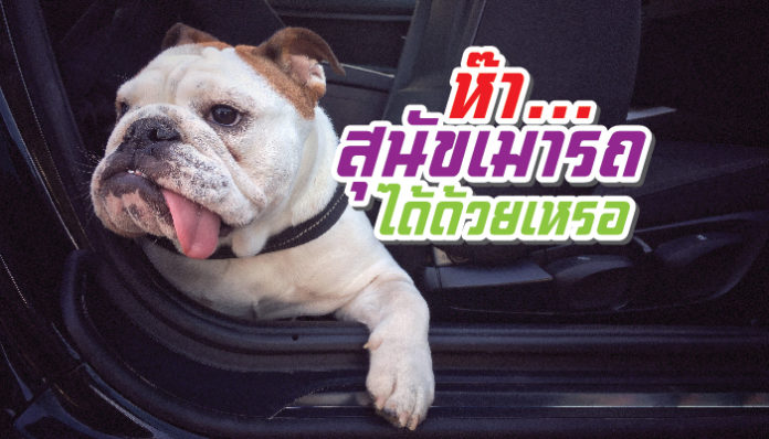 สุนัข เมารถได้ด้วยเหรอ