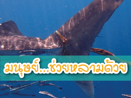 รุดช่วยฉลามวาฬ ถูกเชือกมัดหางว่ายขอความช่วยเหลือ